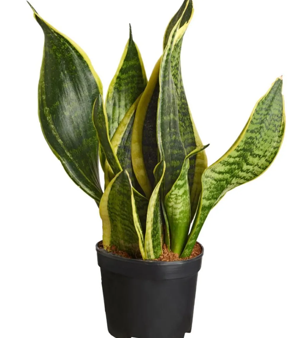 Dehner Bogenhanf > Bogenhanf - Sansevieria, verschiedene Sorten