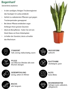 Dehner Bogenhanf - Sansevieria zeylanica Discount