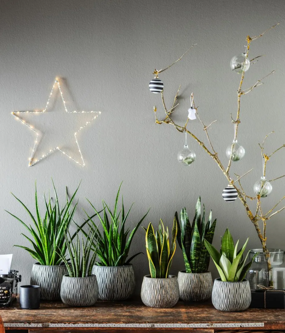 Dehner Bogenhanf - Sansevieria zeylanica Discount
