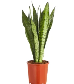 Dehner Bogenhanf - Sansevieria zeylanica Discount