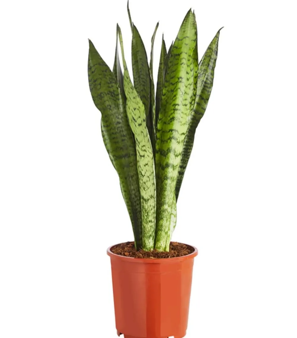 Dehner Bogenhanf - Sansevieria zeylanica Discount