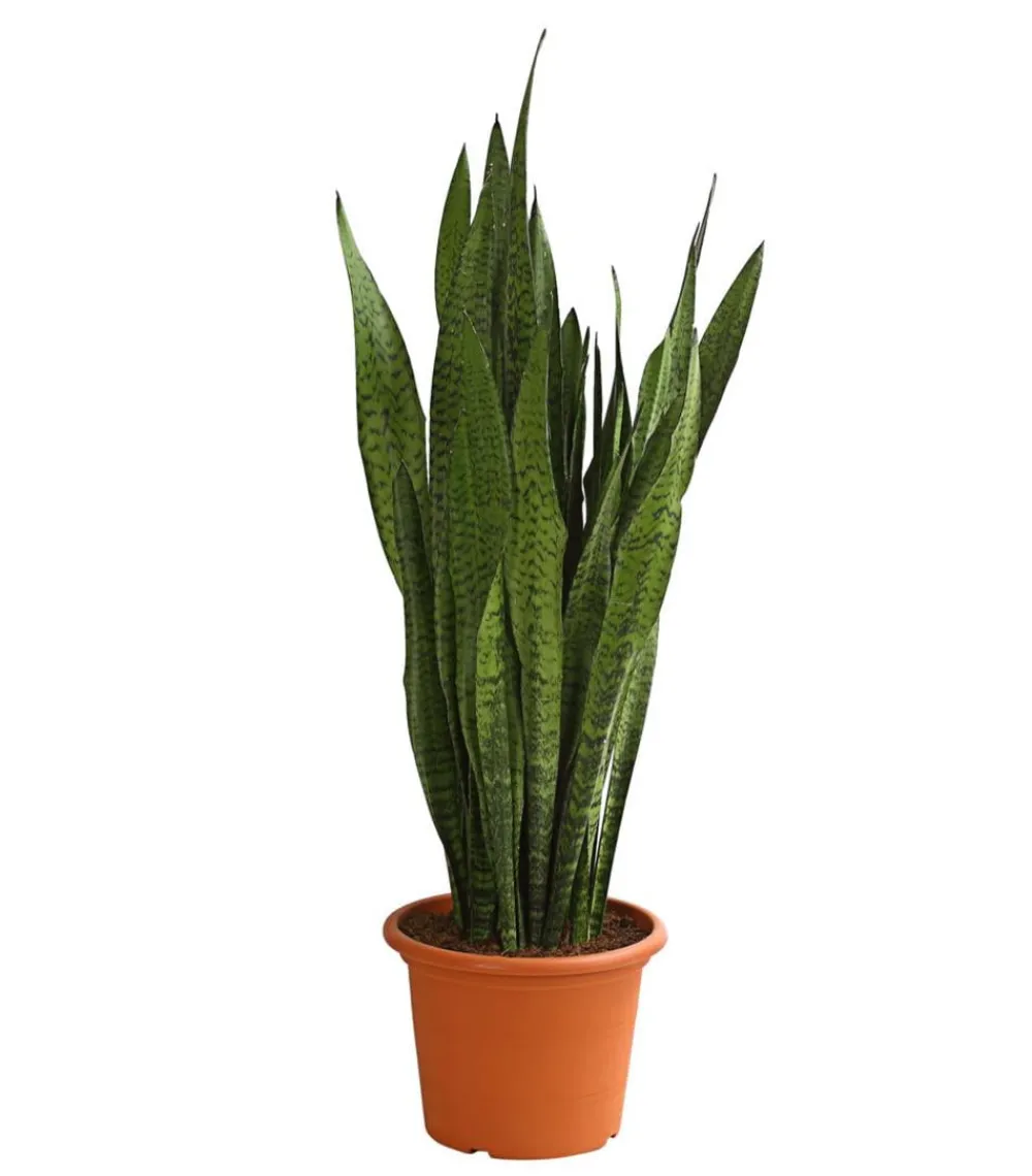 Dehner Bogenhanf - Sansevieria zeylanica