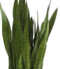Dehner Bogenhanf - Sansevieria zeylanica