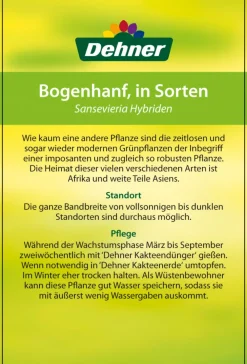 Dehner Bogenhanf - Sansevieria zeylanica