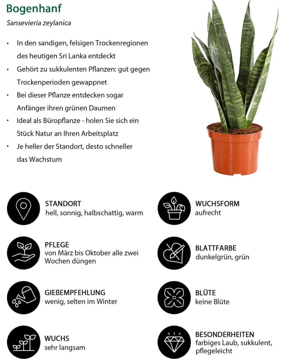 Dehner Sukkulenten|Bogenhanf - Bogenhanf - Sansevieria zeylanica