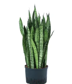Dehner Bogenhanf|Hydropflanzen - Bogenhanf - Sansevieria zeylanica, Hydrokultur