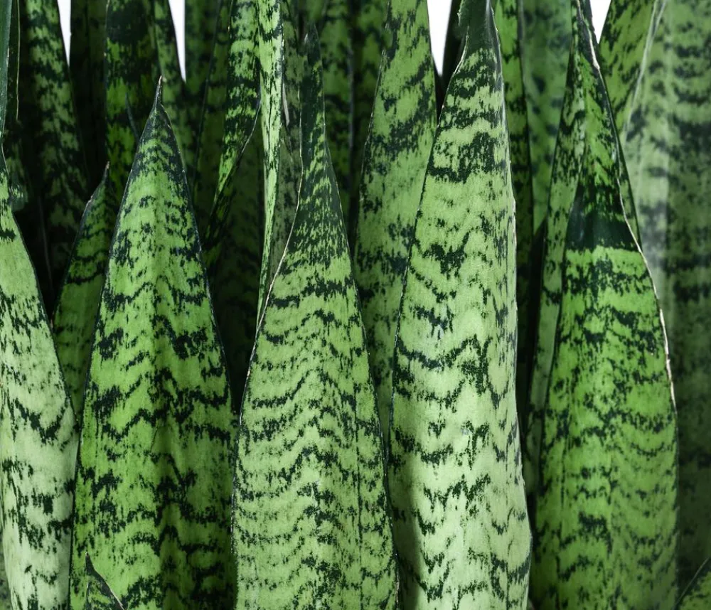 Dehner Bogenhanf|Hydropflanzen - Bogenhanf - Sansevieria zeylanica, Hydrokultur