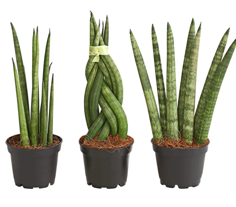 Dehner Bogenhanf-Set - Sansevieria cylindrica, 3-teilig Clearance