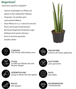 Dehner Bogenhanf-Set - Sansevieria cylindrica, 3-teilig Clearance