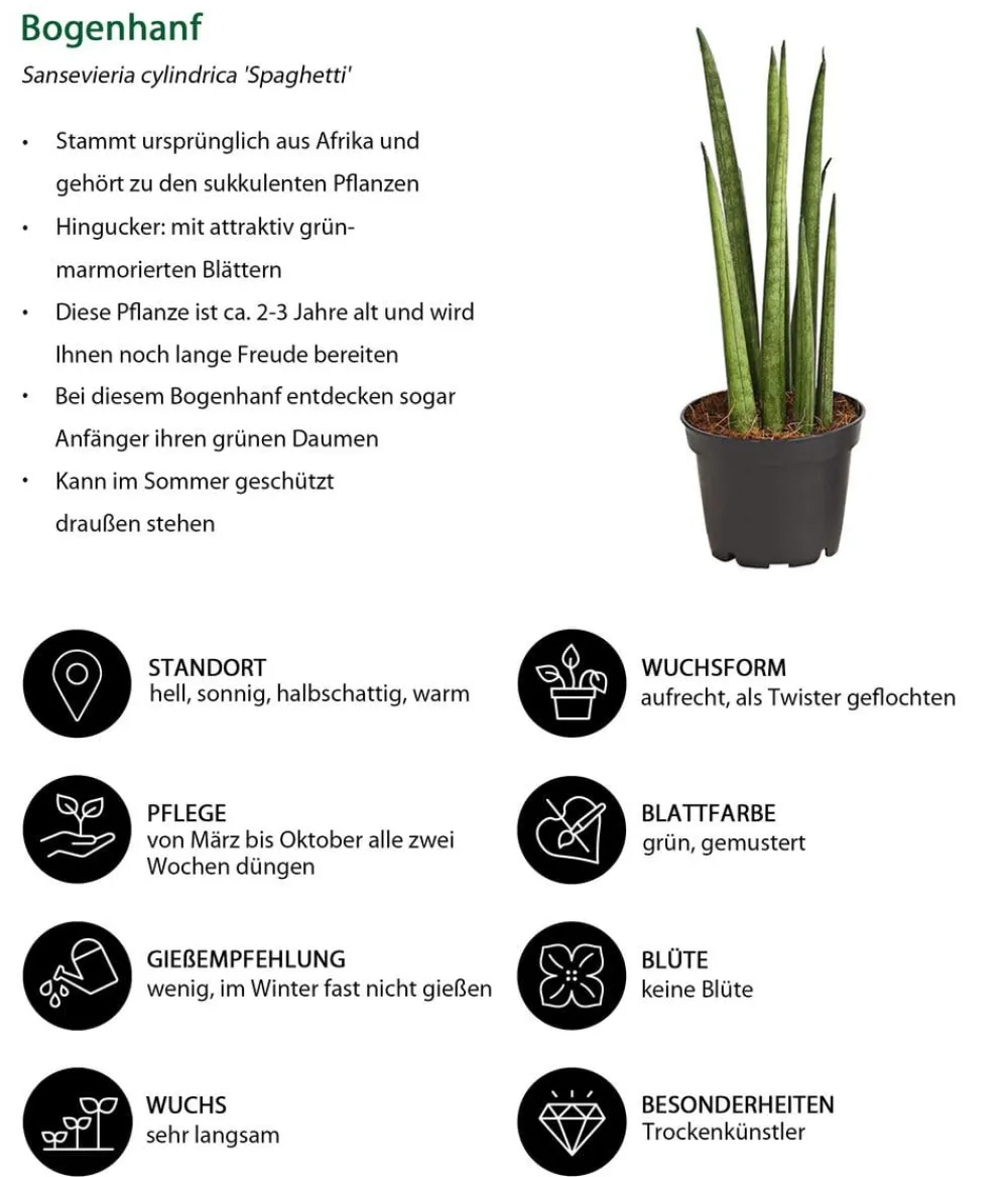 Dehner Bogenhanf-Set - Sansevieria cylindrica, 3-teilig Clearance