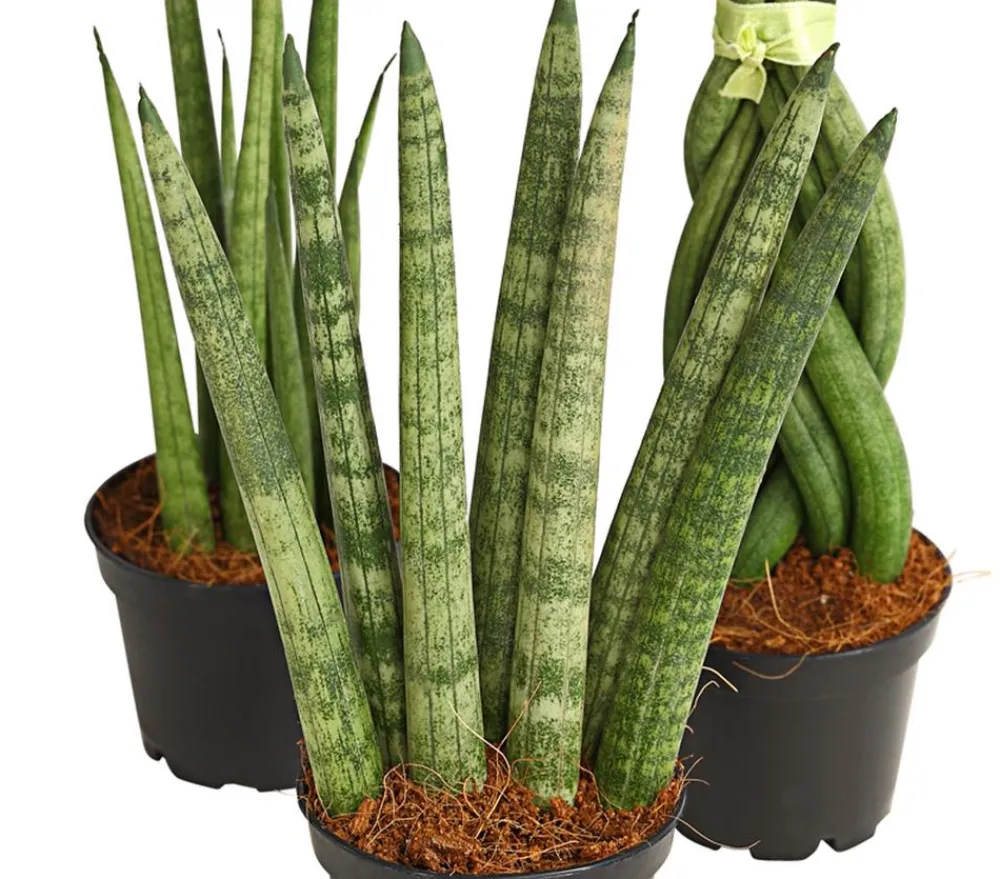 Dehner Bogenhanf-Set - Sansevieria cylindrica, 3-teilig Clearance