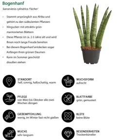 Dehner Bogenhanf-Set - Sansevieria cylindrica, 3-teilig Clearance