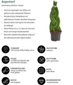 Dehner Bogenhanf-Set - Sansevieria cylindrica, 3-teilig Clearance