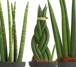 Dehner Sukkulenten|Bogenhanf > Bogenhanf-Set - Sansevieria cylindrica, 3-teilig