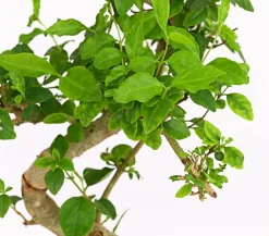 Dehner Bonsai > Bonsai Chinesischer Liguster - Ligustrum sinensis, Anfänger-Set