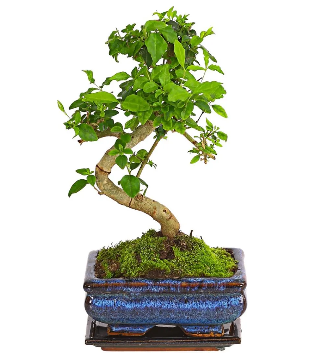 Dehner Bonsai > Bonsai Chinesischer Liguster - Ligustrum sinensis, Anfänger-Set