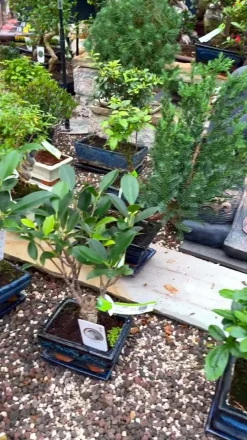 Dehner Bonsai > Bonsai Chinesischer Liguster - Ligustrum sinensis, Anfänger-Set