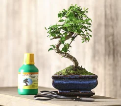 Dehner Bonsai > Bonsai Chinesischer Liguster - Ligustrum sinensis, Anfänger-Set