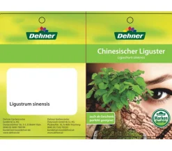 Dehner Bonsai Chinesischer Liguster - Ligustrum sinensis, kugelförmig, 6 Jahre Outlet