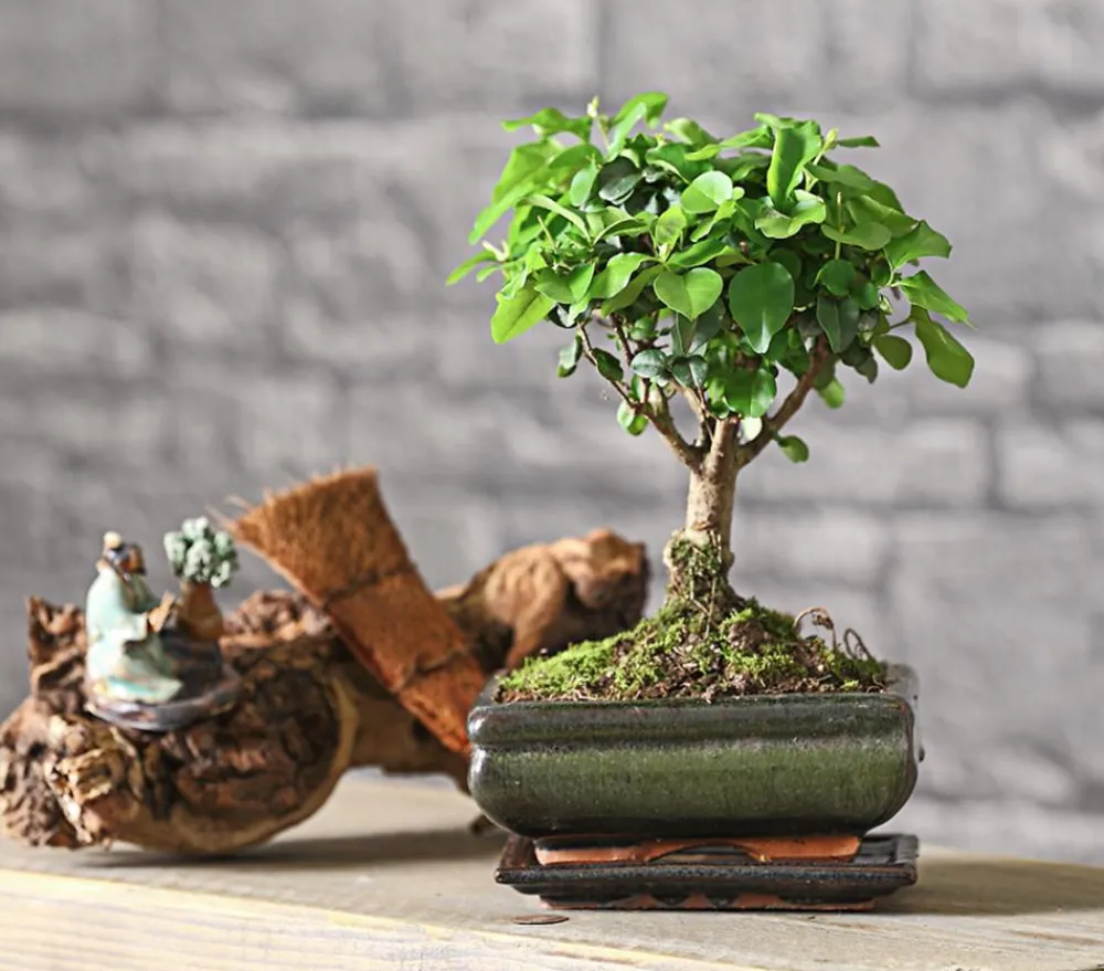 Dehner Bonsai Chinesischer Liguster - Ligustrum sinensis, kugelförmig, 6 Jahre Outlet