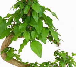 Dehner Bonsai Chinesischer Liguster - Ligustrum sinensis, 6 Jahre New