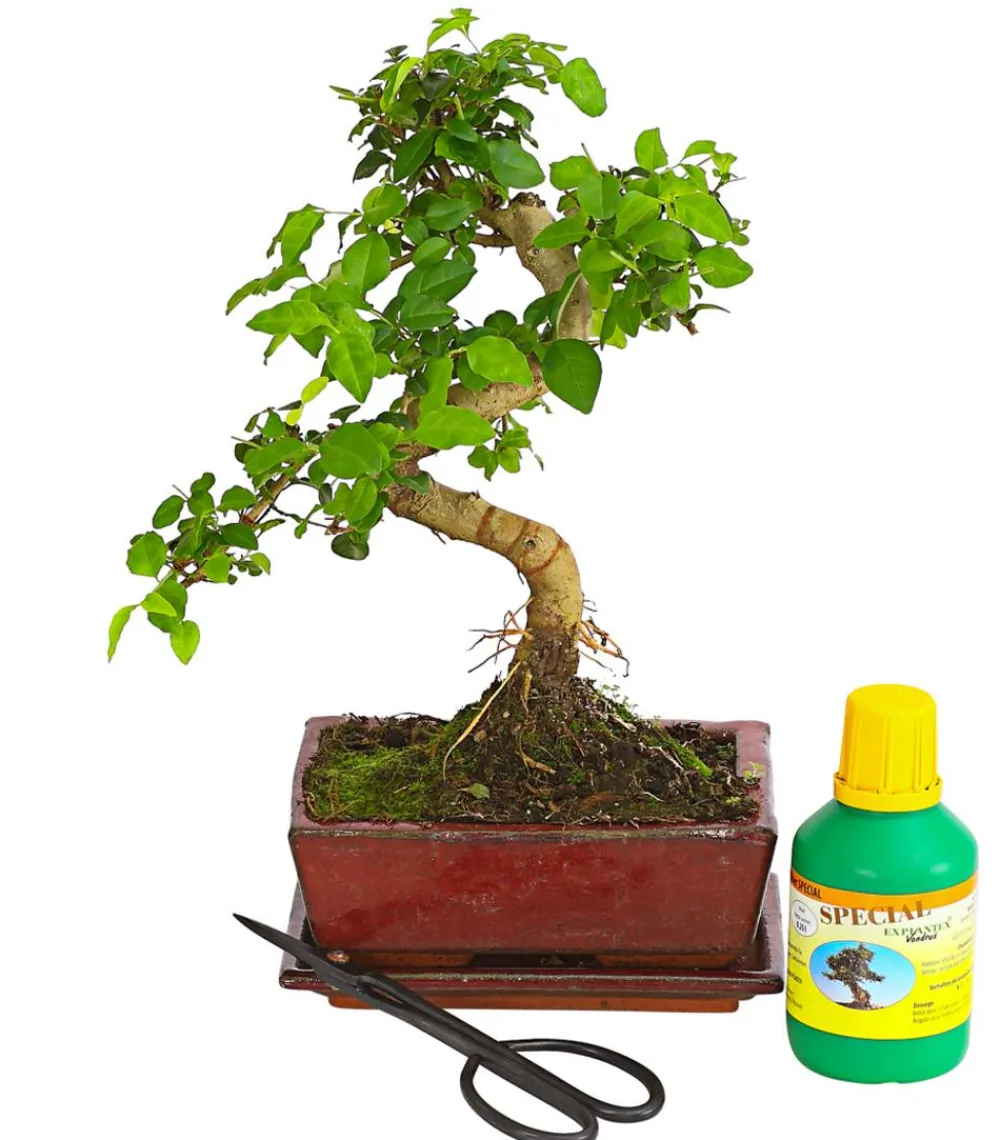Dehner Bonsai - Bonsai Chinesischer Liguster - Ligustrum sinensis, Anfänger-Set Grün