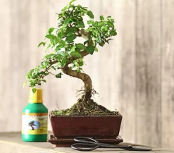 Dehner Bonsai - Bonsai Chinesischer Liguster - Ligustrum sinensis, Anfänger-Set Grün