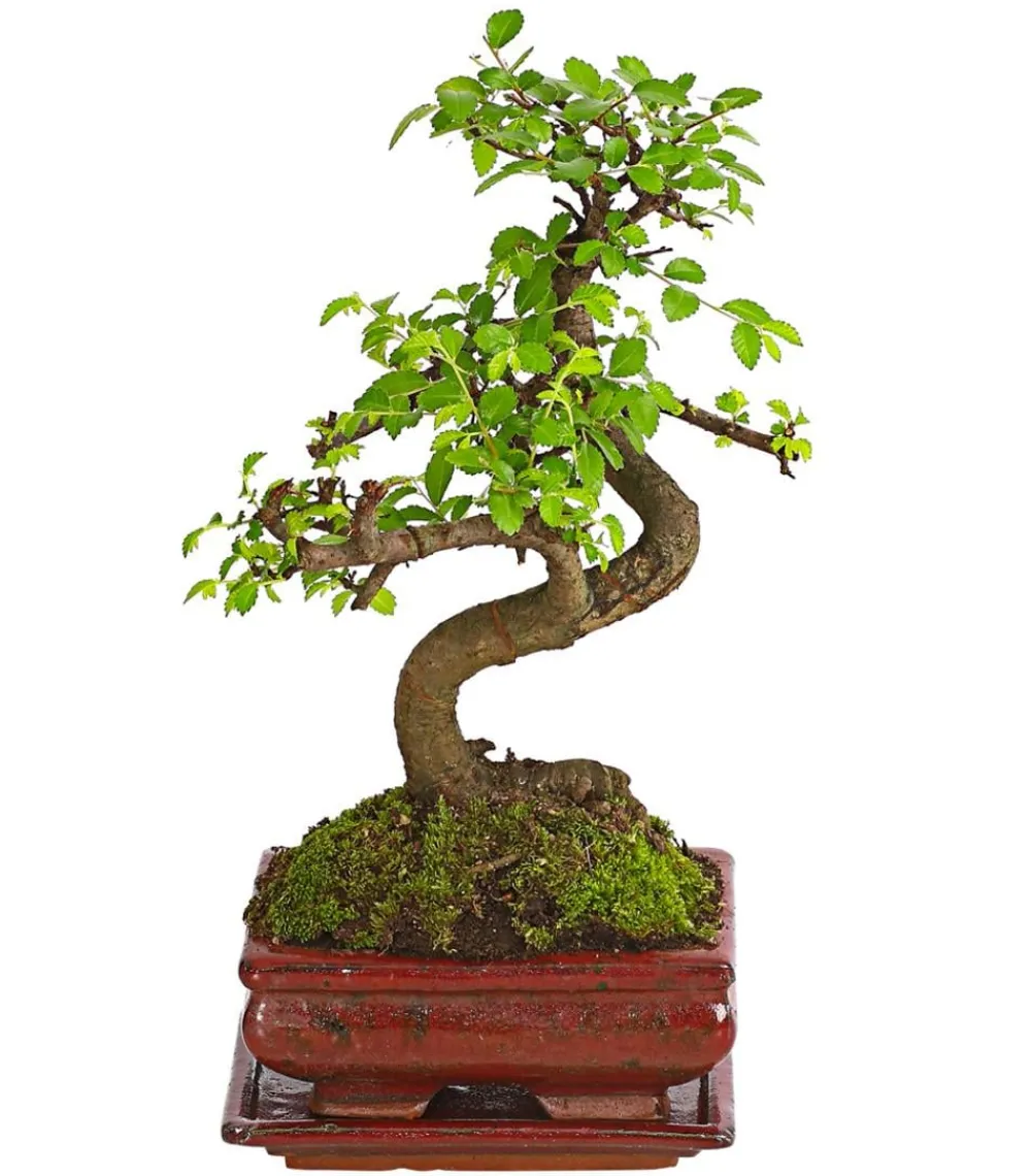 Dehner Bonsai|Grünpflanzen > Bonsai Chinesische Ulme - Ulmus parviflora, Anfänger-Set