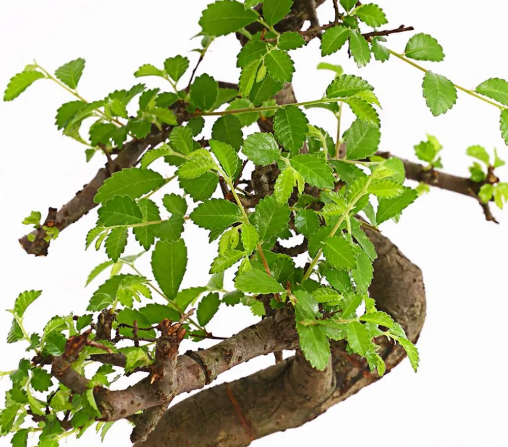 Dehner Bonsai|Grünpflanzen > Bonsai Chinesische Ulme - Ulmus parviflora, Anfänger-Set