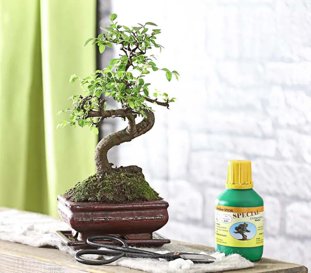 Dehner Bonsai|Grünpflanzen > Bonsai Chinesische Ulme - Ulmus parviflora, Anfänger-Set