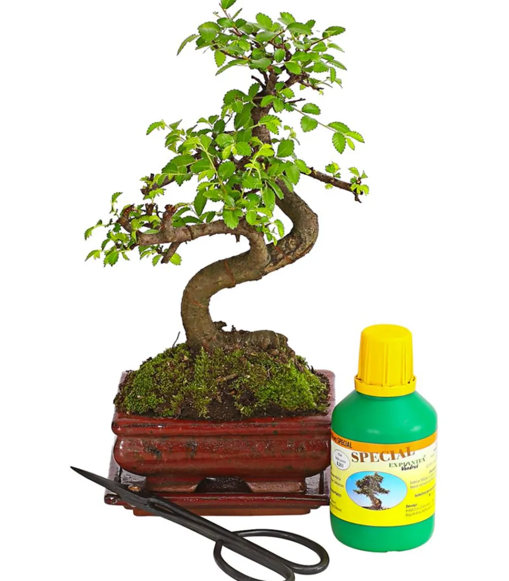 Dehner Bonsai|Grünpflanzen > Bonsai Chinesische Ulme - Ulmus parviflora, Anfänger-Set