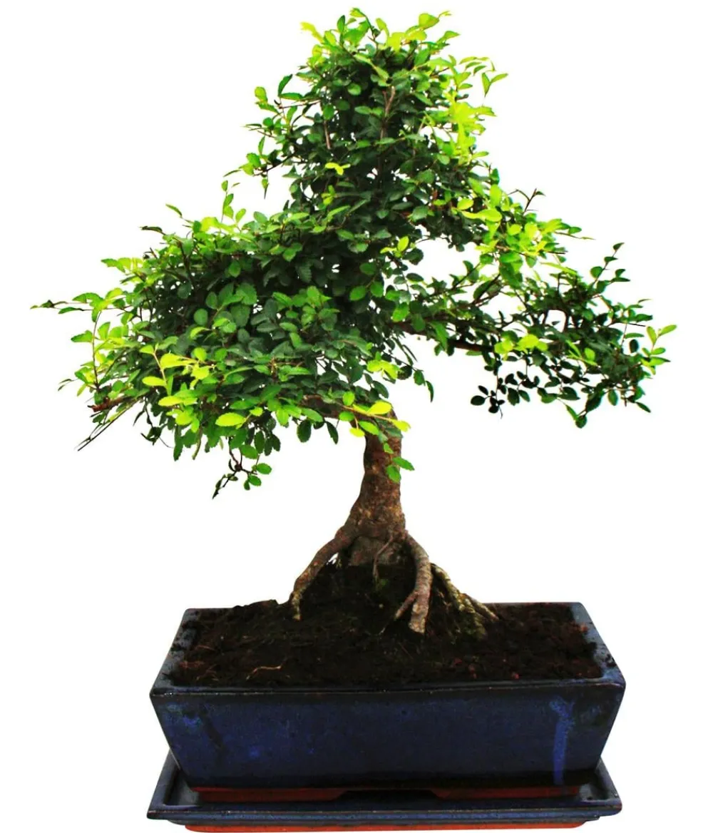 Dehner Bonsai|Grünpflanzen > Bonsai Chinesische Ulme - Ulmus parviflora