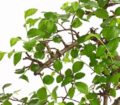 Dehner Bonsai Chinesische Ulme - Ulmus parviflora, Anfänger-Set Grün Discount