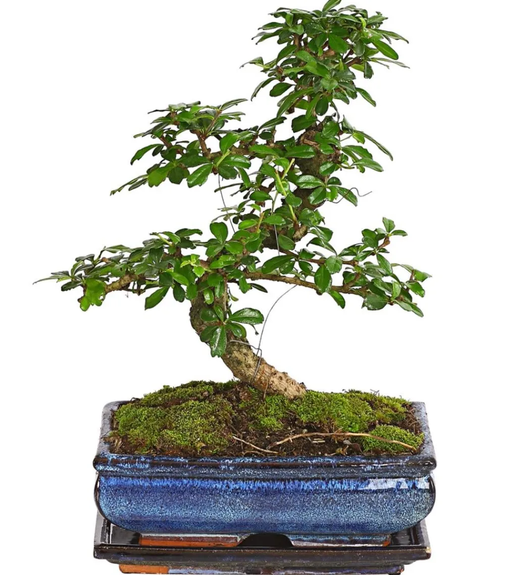 Dehner Bonsai Fukientee - Carmona microphylla, 10 Jahre Discount
