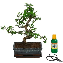 Dehner Bonsai > Bonsai Fukientee - Carmona microphylla, Anfänger-Set