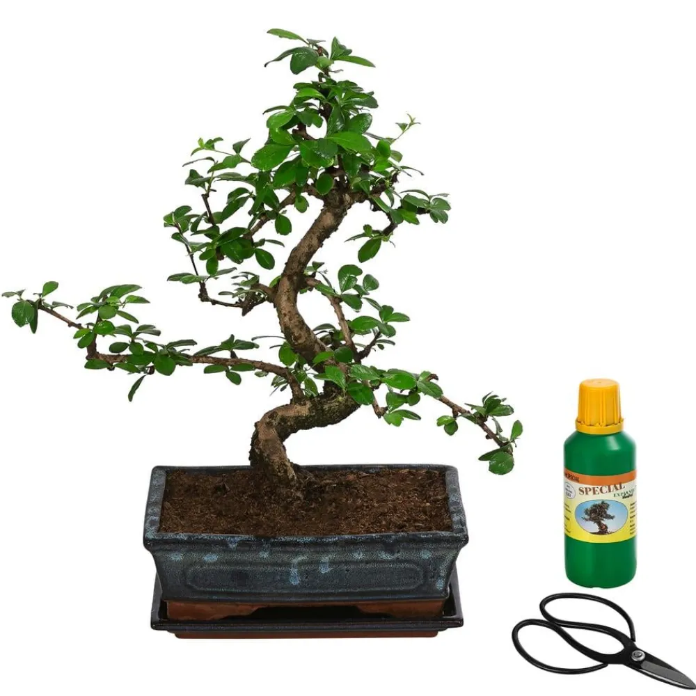Dehner Bonsai > Bonsai Fukientee - Carmona microphylla, Anfänger-Set