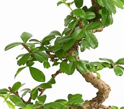Dehner Bonsai Fukientee - Carmona microphylla, Anfänger-Set Grün Best