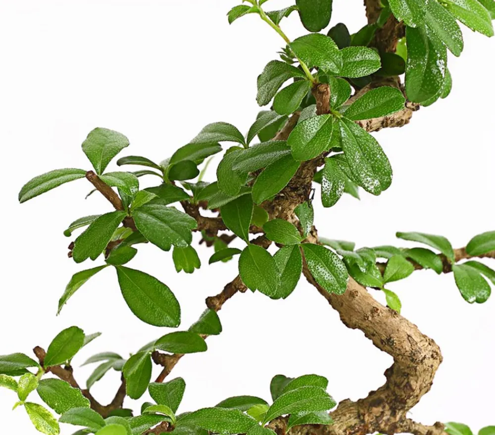 Dehner Bonsai Fukientee - Carmona microphylla, Anfänger-Set Grün Best