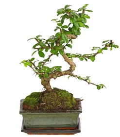 Dehner Bonsai Fukientee - Carmona microphylla, Anfänger-Set Grün Best