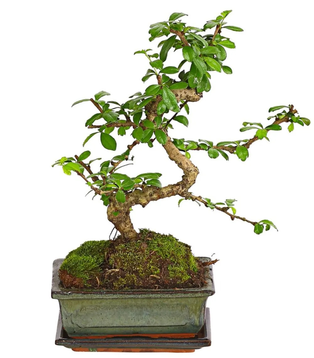 Dehner Bonsai Fukientee - Carmona microphylla, Anfänger-Set Grün Best