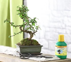Dehner Bonsai Fukientee - Carmona microphylla, Anfänger-Set Grün Best
