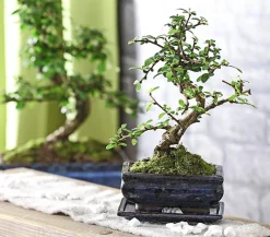 Dehner Bonsai - Bonsai Fukientee - Carmona microphylla, 6 Jahre