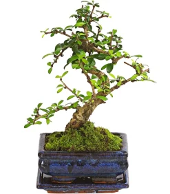 Dehner Bonsai - Bonsai Fukientee - Carmona microphylla, 6 Jahre