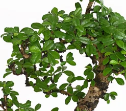 Dehner Bonsai - Bonsai Fukientee - Carmona microphylla, 12-15 Jahre