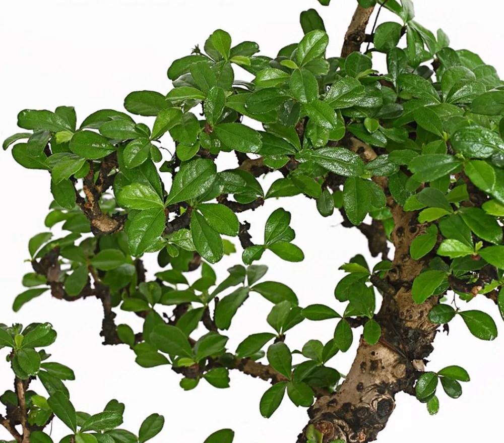 Dehner Bonsai - Bonsai Fukientee - Carmona microphylla, 12-15 Jahre