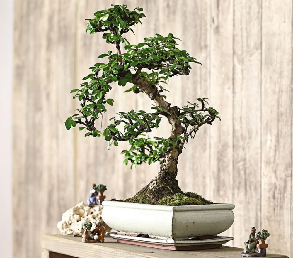 Dehner Bonsai - Bonsai Fukientee - Carmona microphylla, 12-15 Jahre