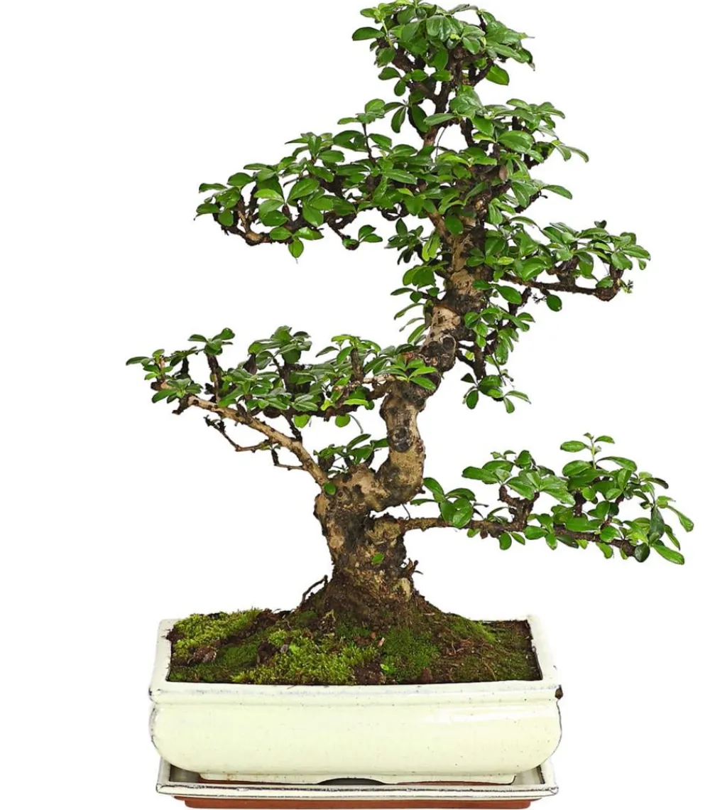 Dehner Bonsai - Bonsai Fukientee - Carmona microphylla, 12-15 Jahre