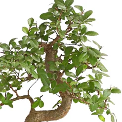 Dehner Bonsai - Bonsai Japanische Zelkove - Zelkova serrata