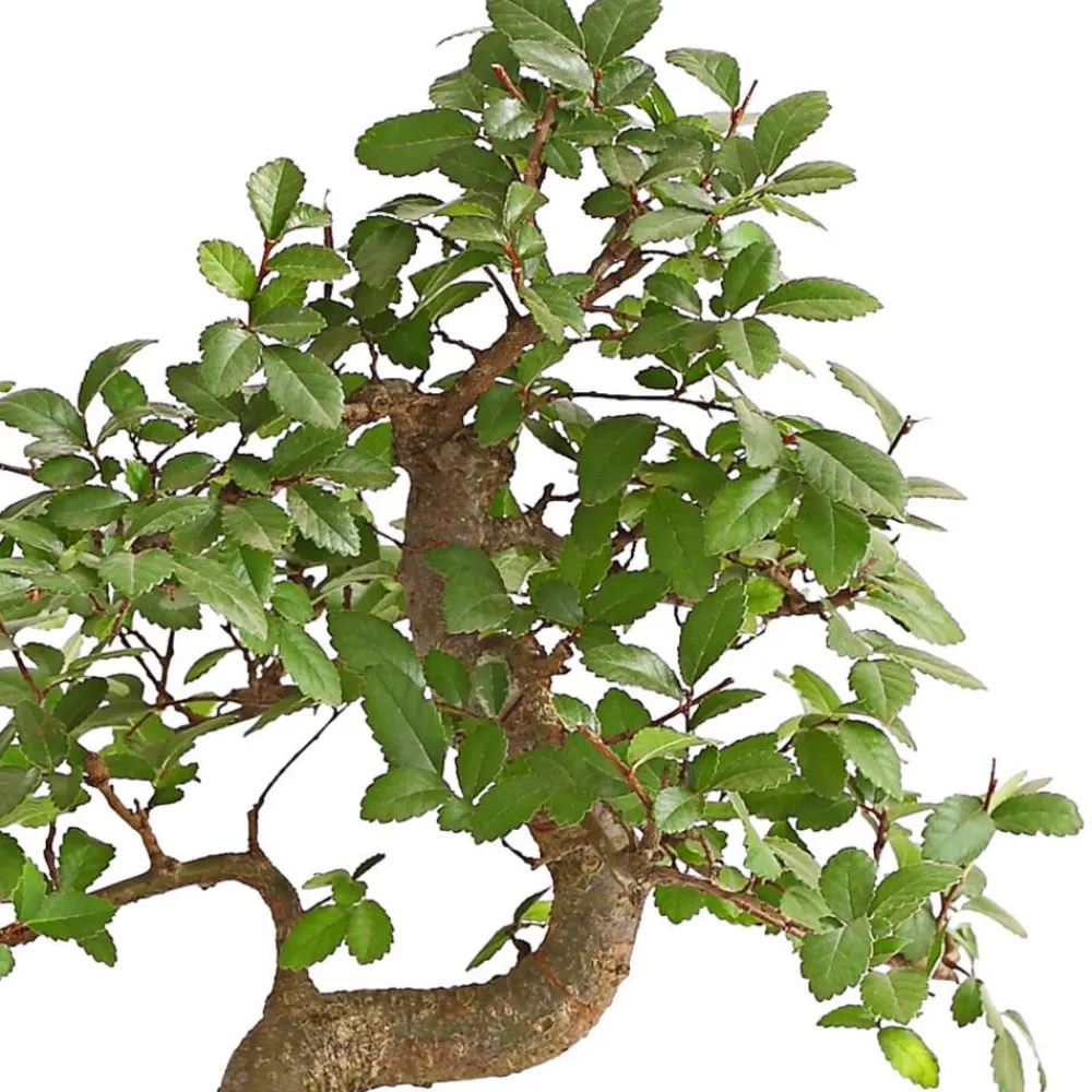 Dehner Bonsai - Bonsai Japanische Zelkove - Zelkova serrata