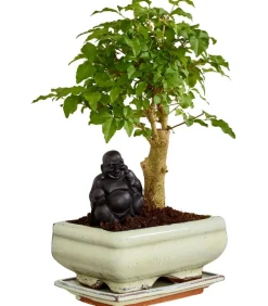Dehner Bonsai > Bonsai mit Buddha, verschiedene Sorten